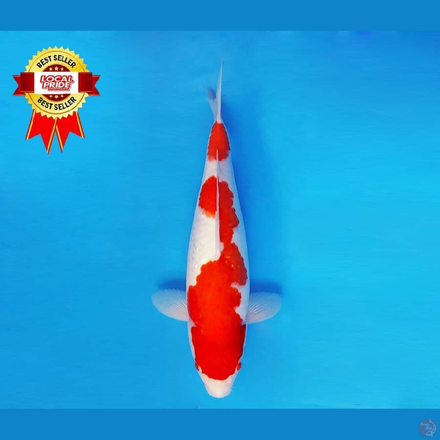 YORI 11 ~ Kohaku 34 cm/fm ™