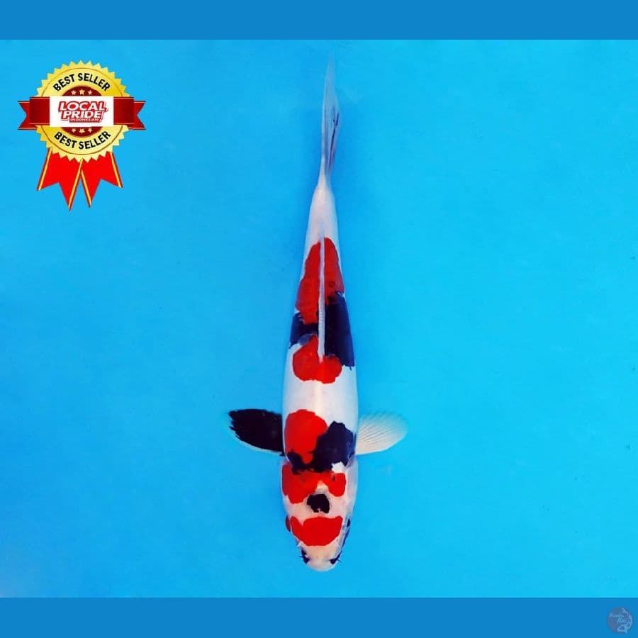 YORI 13 ~ Showa Doitsu Murni 25 cm/male ™