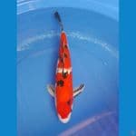 sanke 42cm/male
