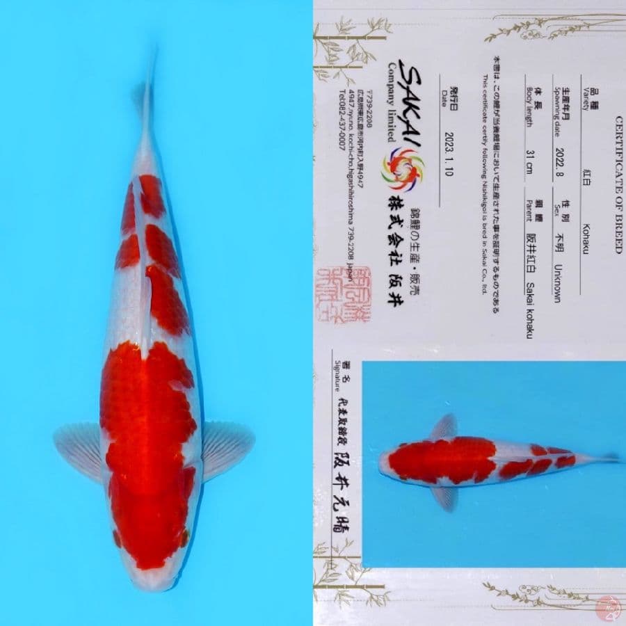 SAKAI SANDAN KOHAKU SQ 39CM