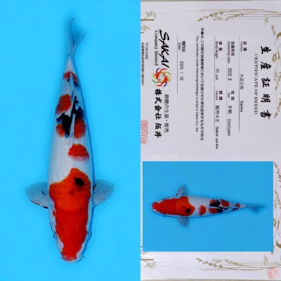 SAKAI GONDAN SANKE HQ 39CM