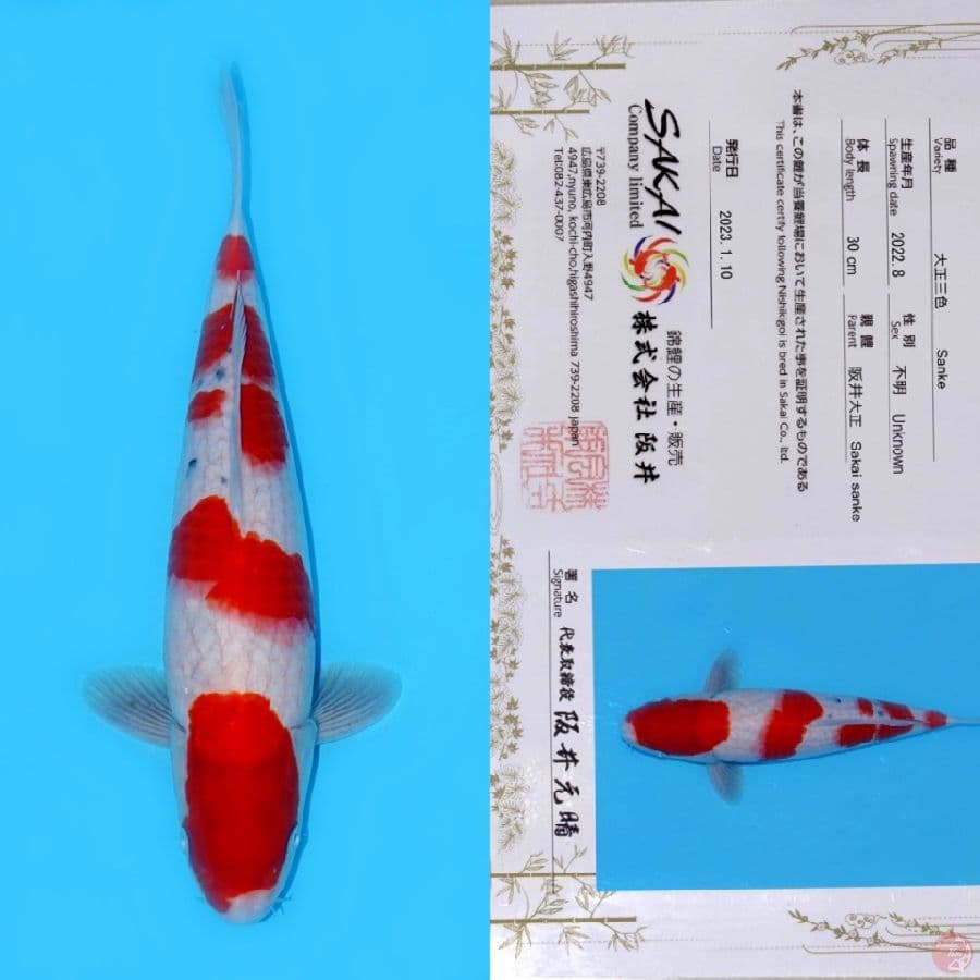 SAKAI GONDAN SANKE HQ 38CM (tategoi)