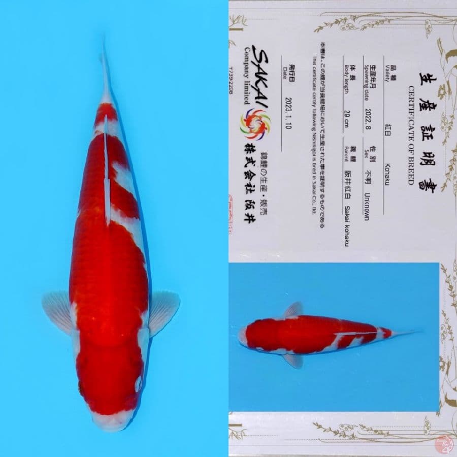 SAKAI INAZUMA NIDAN KOHAKU HQ 37CM
