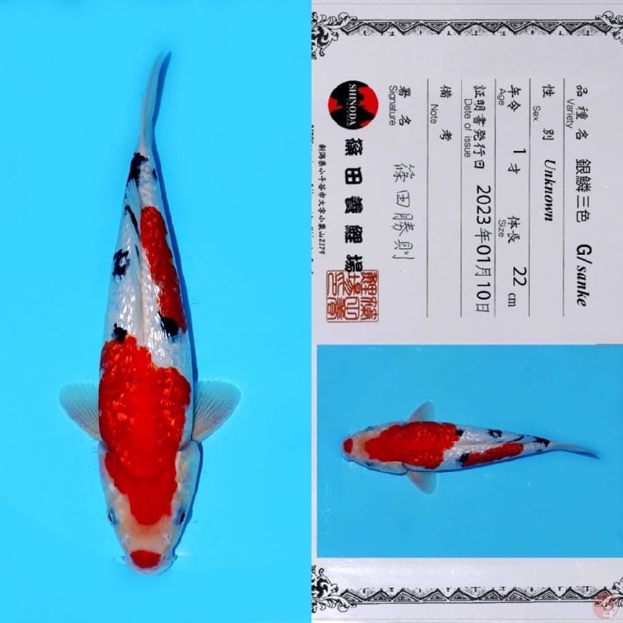 SHINODAN NIDAN SANKE GINRIN SQ 30CM