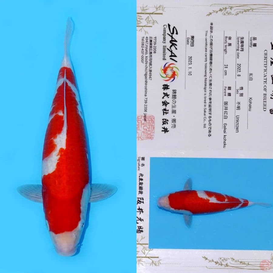 SAKAI INAZUMA NIDAN KOHAKU HQ 39CM