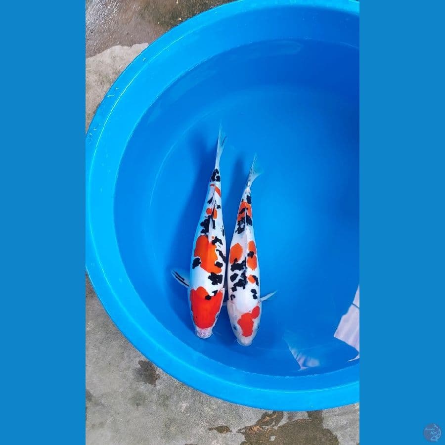 doitsu 38-35cm all female