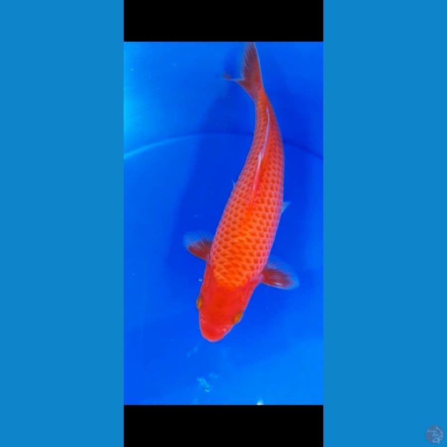 AkaHajiro 23cm Jantan
