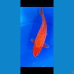 AkaHajiro 23cm Jantan