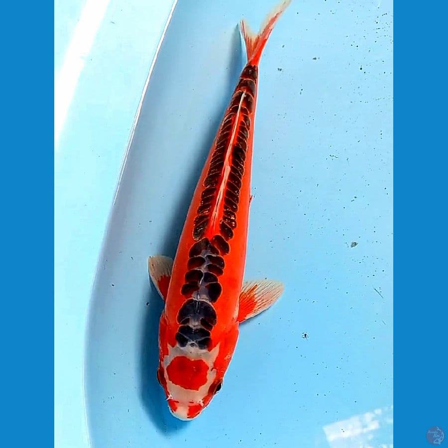 tanco hana sushui 30 cm