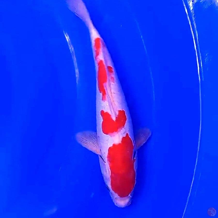 doitsu kohaku 30 Bu