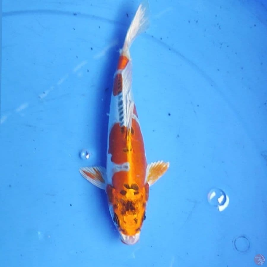 KIKOKURIYU 22CM