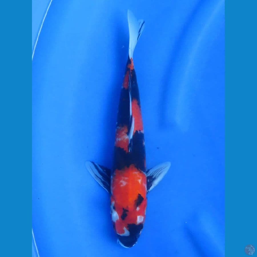 Super Red Showa