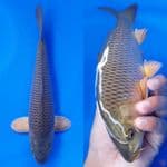 Midori 26cm male