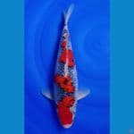 Ghosiki Racing 40cm Ori