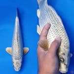Mukasi Ginrin 35cm male berpunuk