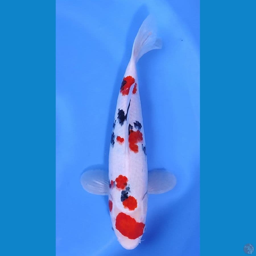 KINDAI SANKE SUPER SKIN ~34cm/Feemale~