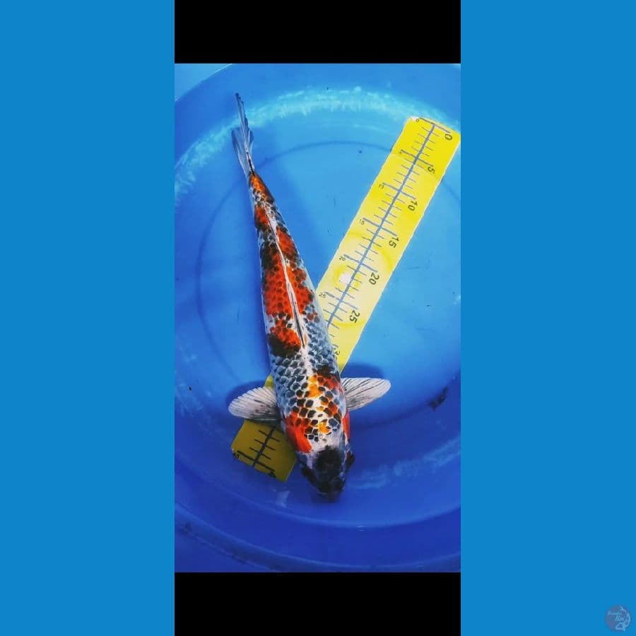 44 cm jantan