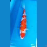MARUTEN KUHAKU 34 CM / F