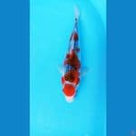 MARUTEN GOSHIKI 34 CM / F