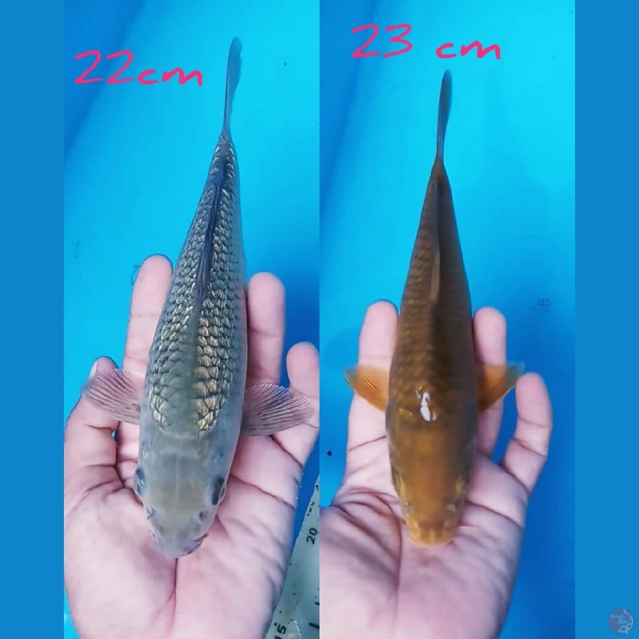 SORAGOI GINRIN & CARAMEL 22/23CM
