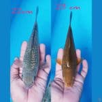 SORAGOI GINRIN & CARAMEL 22/23CM