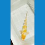 kanoko koyo gindrin 45 bu male