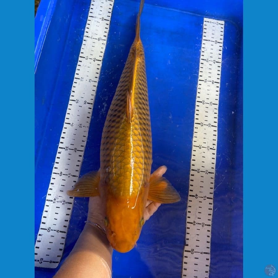 cagoi jumbo 48 ~v5