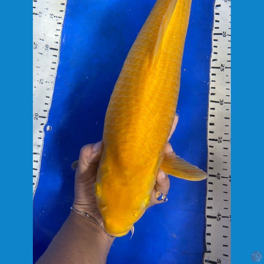 karasi jumbo ~v5