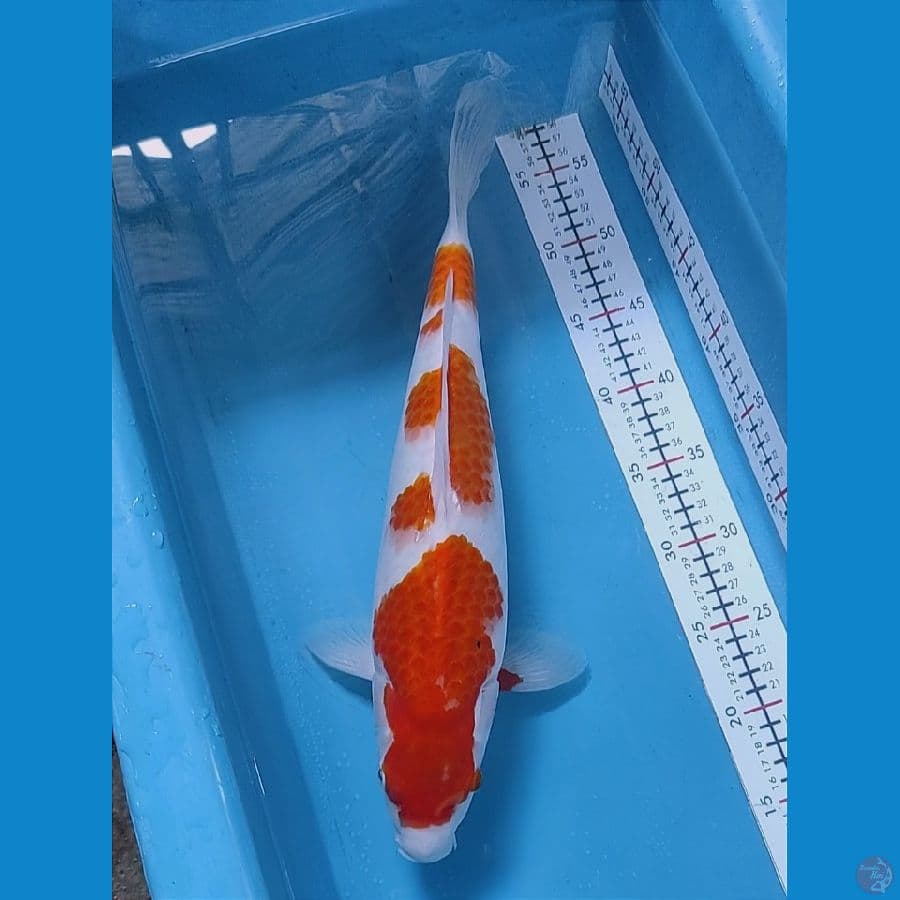 42cm