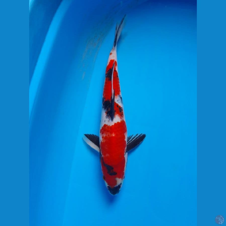 showa merah strong 31 cm