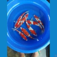 Kohaku Kualitas Istimewa