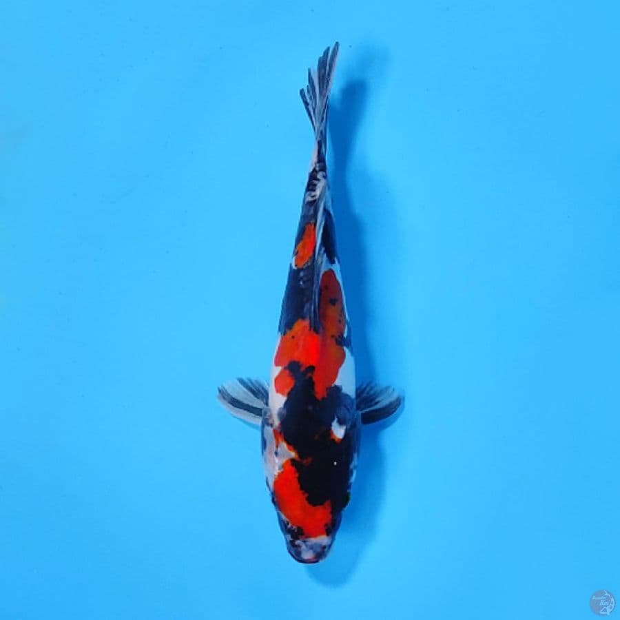 DOITSU SHOWA MARUTEN SQ 20CM MALE