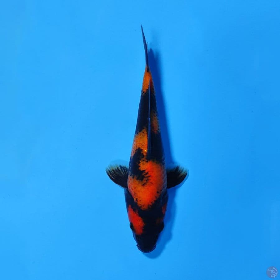 HI UTSURI HQ 20CM MALE