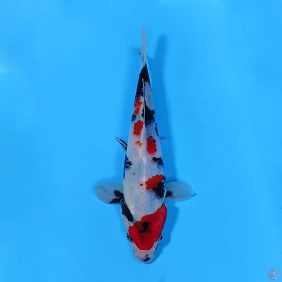 KINDAI SHOWA 20CM FEMALE