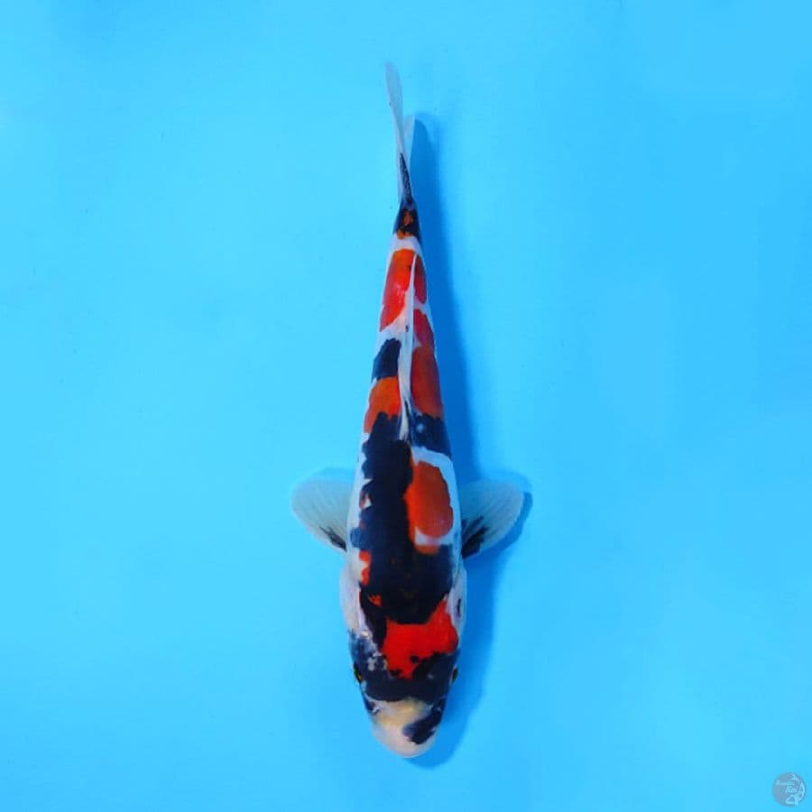 DOITSU SHOWA SQ 18CM FEMALE