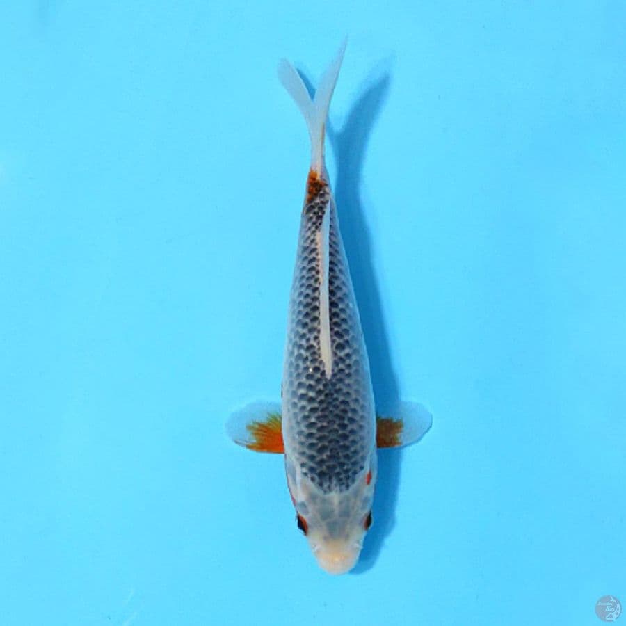 ASAGI 20CM UNCHEK