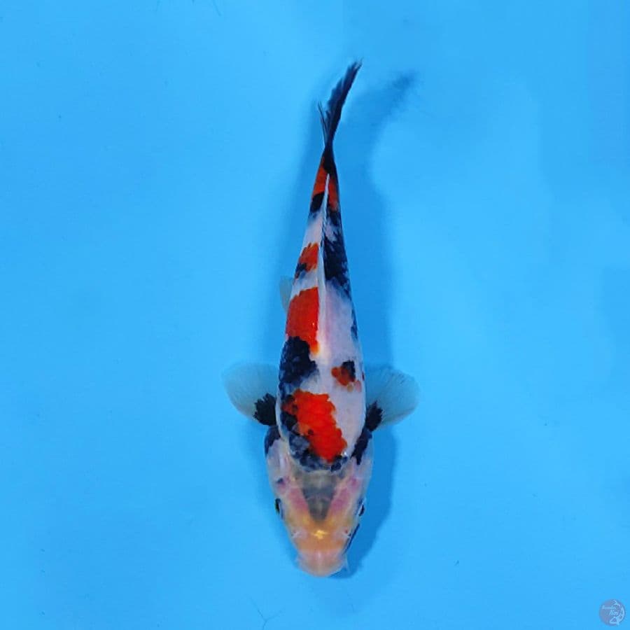 KINDAI SHOWA 18CM UNCHEK