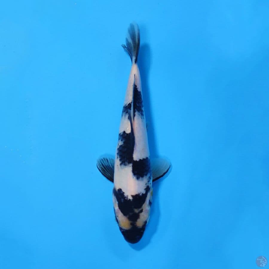 SHIRO UTSURI 20CM FEMALE