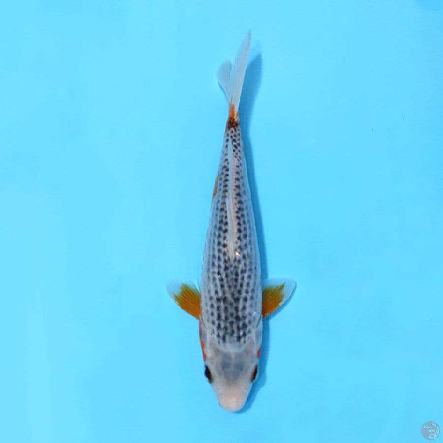 ASAGI HQ 20cm UNCHEK