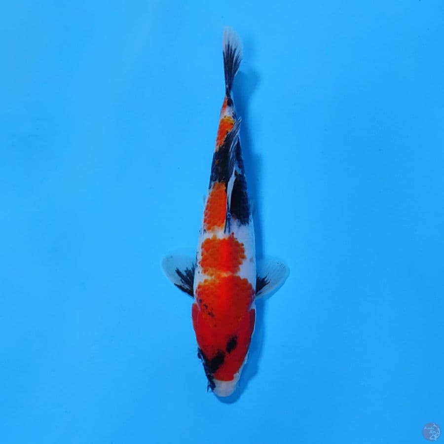SHOWA TATEGOI ORI 20CM MALE