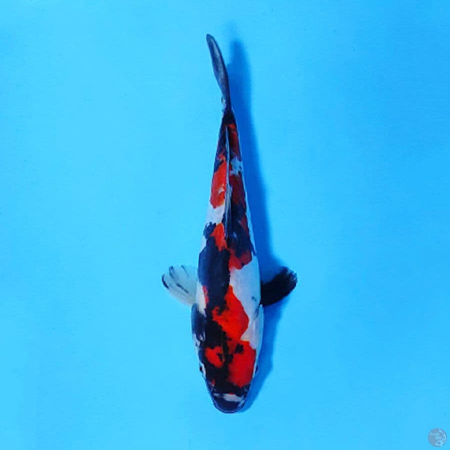 RED DOITSU SHOWA INAZUMA 17CM UNCHEK