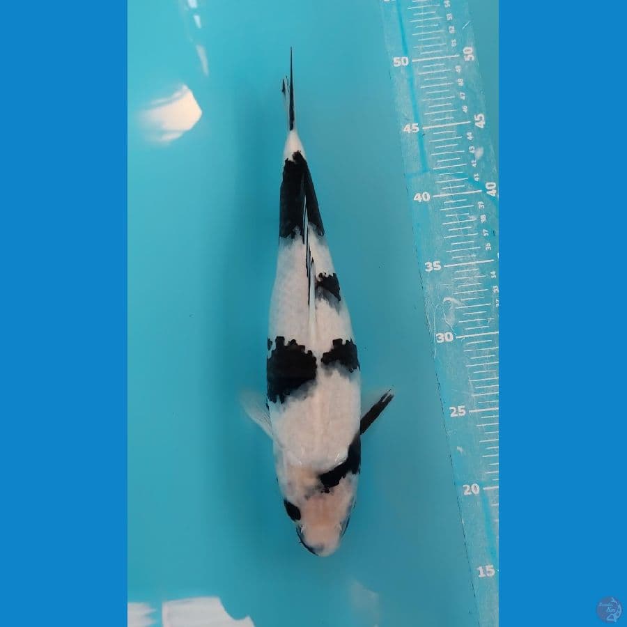 shiro 33cm female joss
