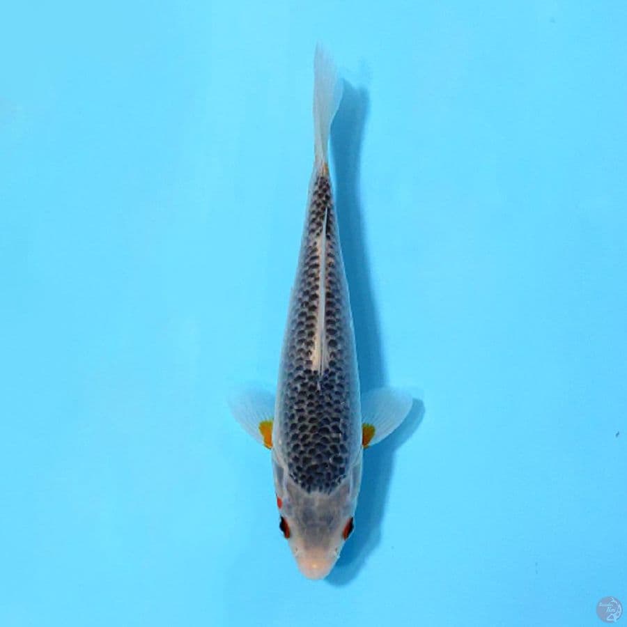 ASAGI 18CM UNCHEK