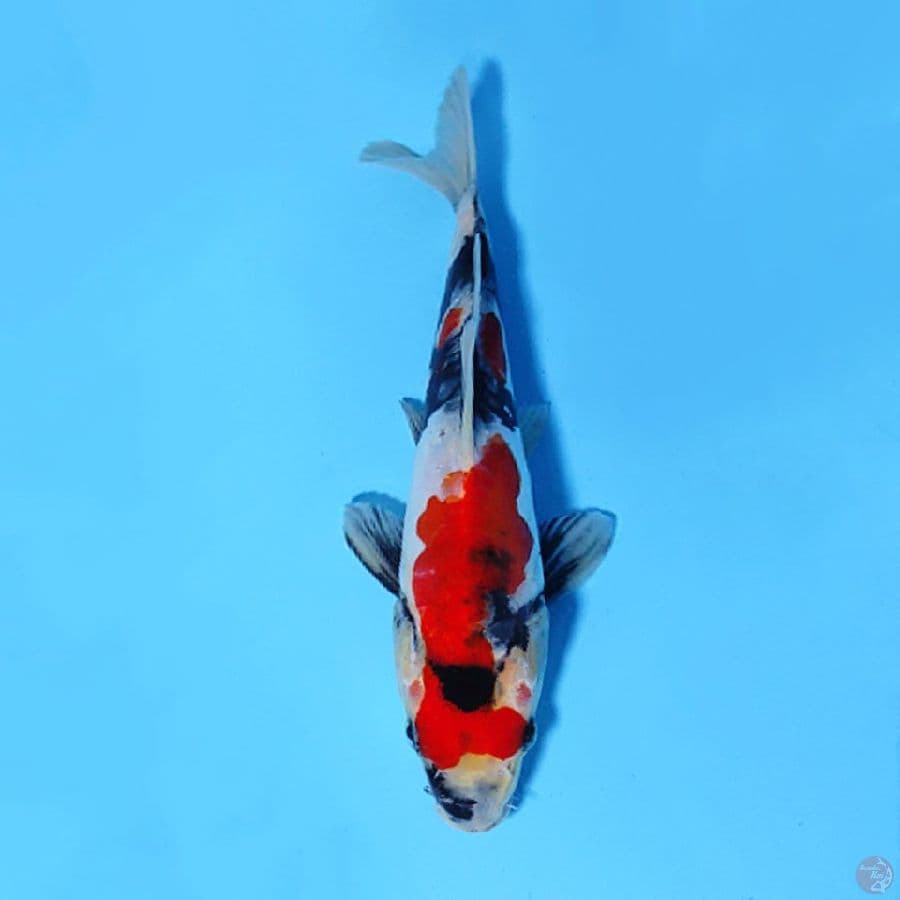 DOITSU SHOWA 20CM MALE