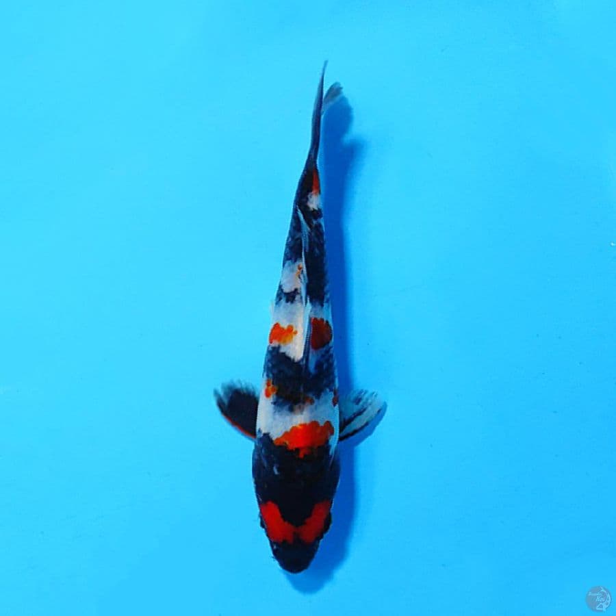 KINDAI SHOWA 15CM UNCHEK