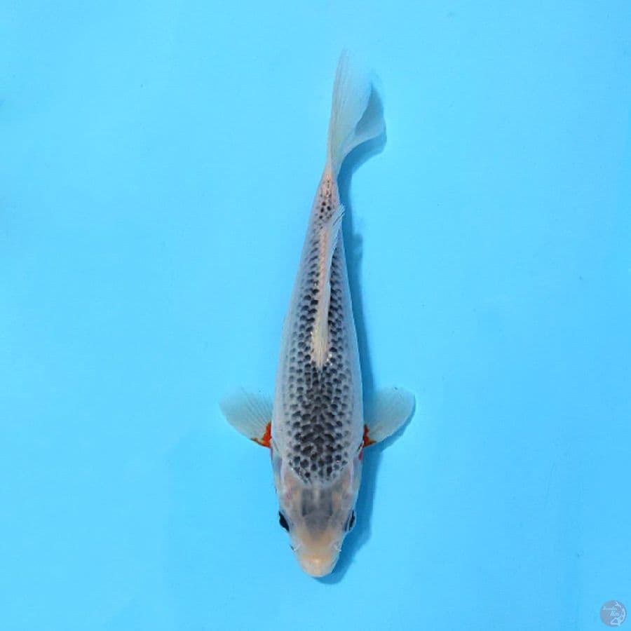 ASAGI HQ 18CM MALE