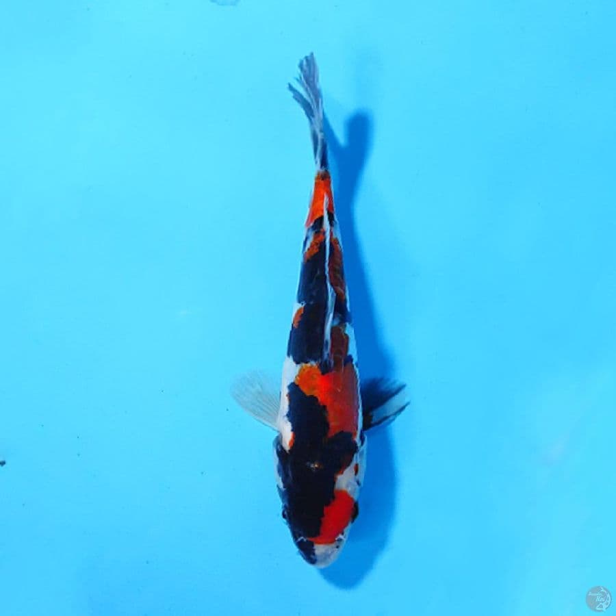 DOITSU SHOWA MARUTEN 15CM UNCHEK