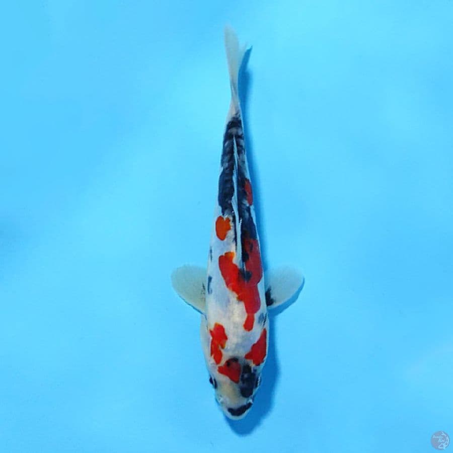 DOITSU KINDAI SHOWA 15CM UNCHEK