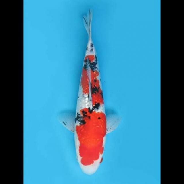 38cm Female - Sanke Full Ginrin 