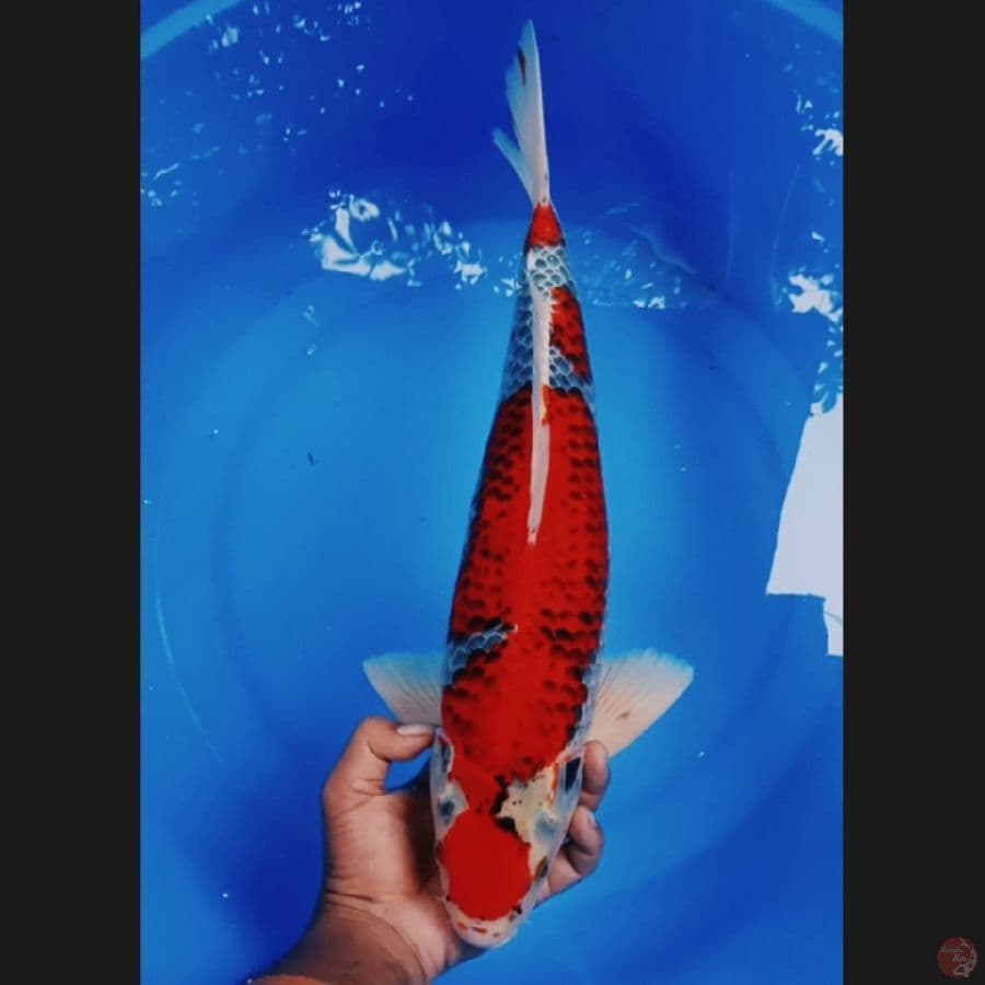 ( 48CM ) JUMBO GHOSIKI - MALE